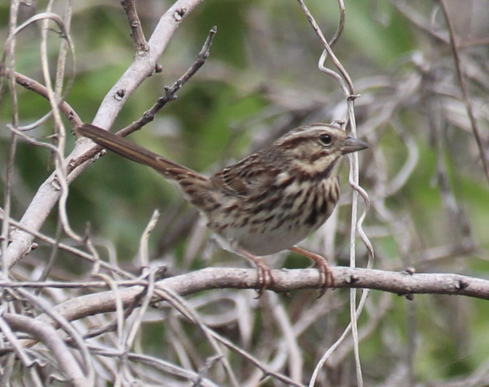 Song Sparrow - pamela graber