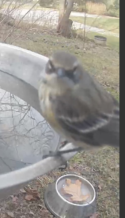 Yellow-rumped Warbler - ML612243115