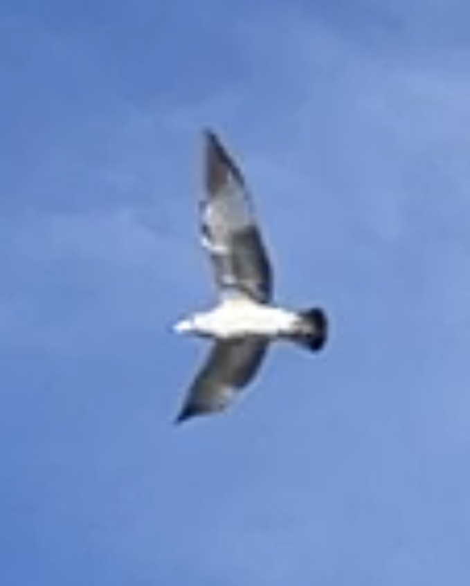 Great Black-backed Gull - ML612243200