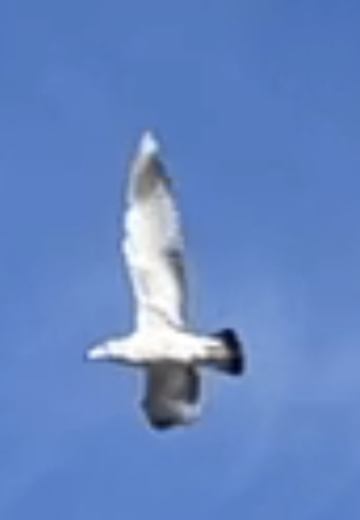 Great Black-backed Gull - ML612243201