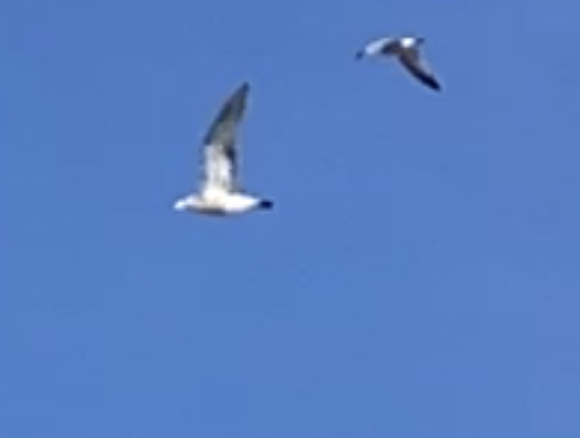 Great Black-backed Gull - ML612243202