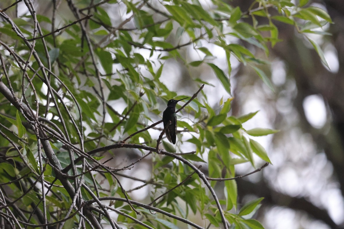 Rivoli's Hummingbird - L. Ernesto Perez Montes (The Mexican Violetear 🦉)