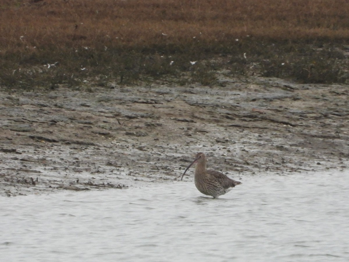 Eurasian Curlew - Saskia Hostens