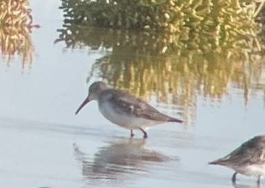 Western Sandpiper - ML612243284