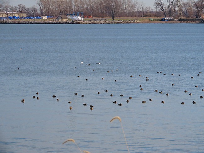 Ruddy Duck - ML612243305