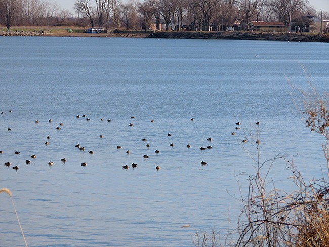 Ruddy Duck - ML612243318