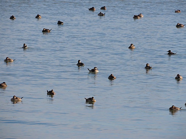 Ruddy Duck - Nancy Anderson