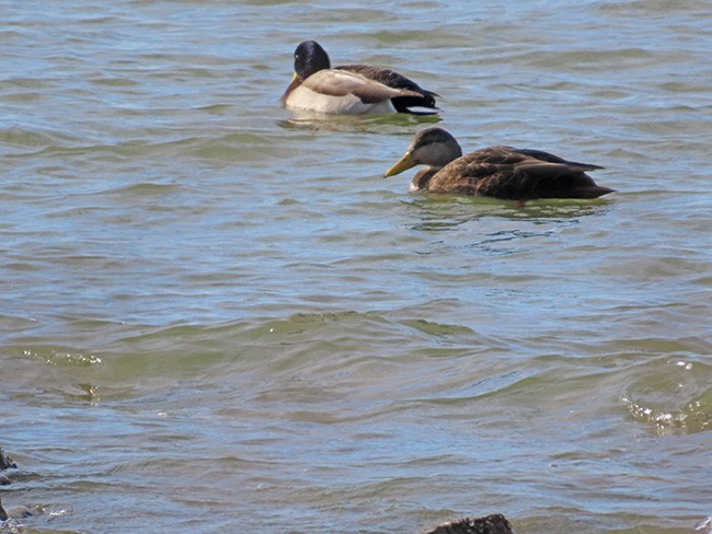 American Black Duck - Nancy Anderson