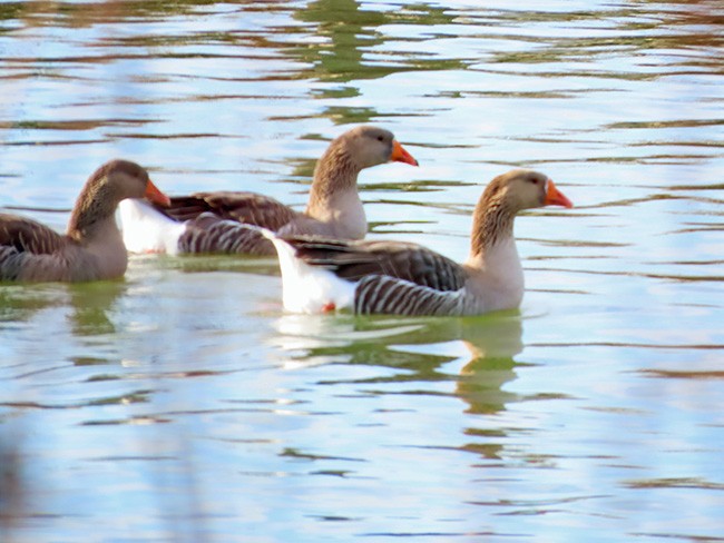 Graylag Goose (Domestic type) - Nancy Anderson