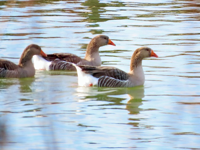 Graylag Goose (Domestic type) - ML612243341