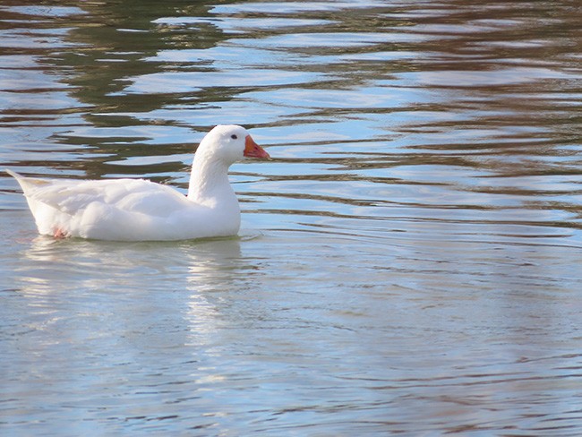 Graylag Goose (Domestic type) - Nancy Anderson