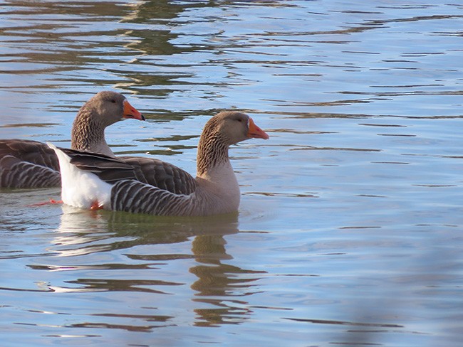 Graylag Goose (Domestic type) - ML612243367