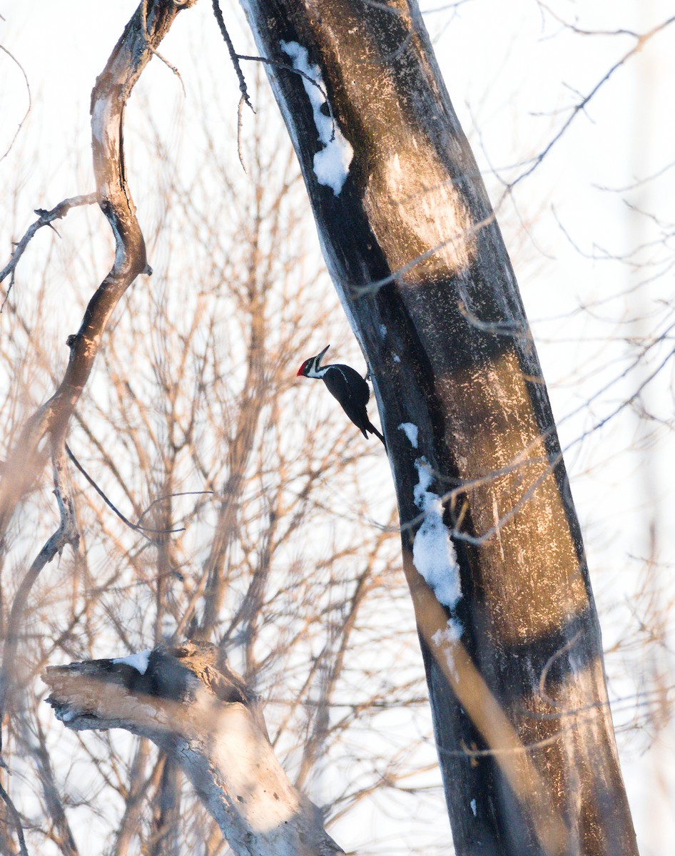 Pileated Woodpecker - ML612243450