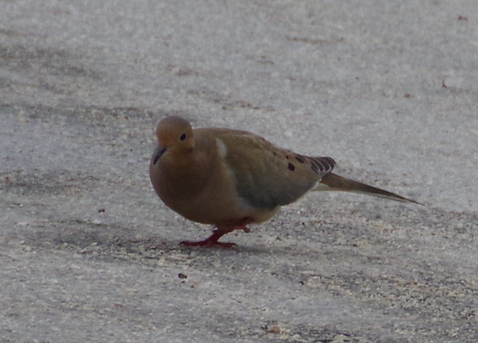 Mourning Dove - ML612243476