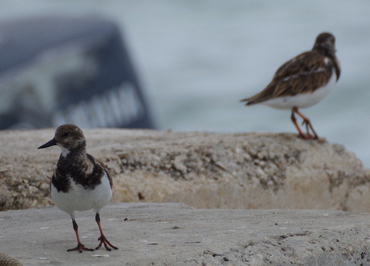 Ruddy Turnstone - ML612243493