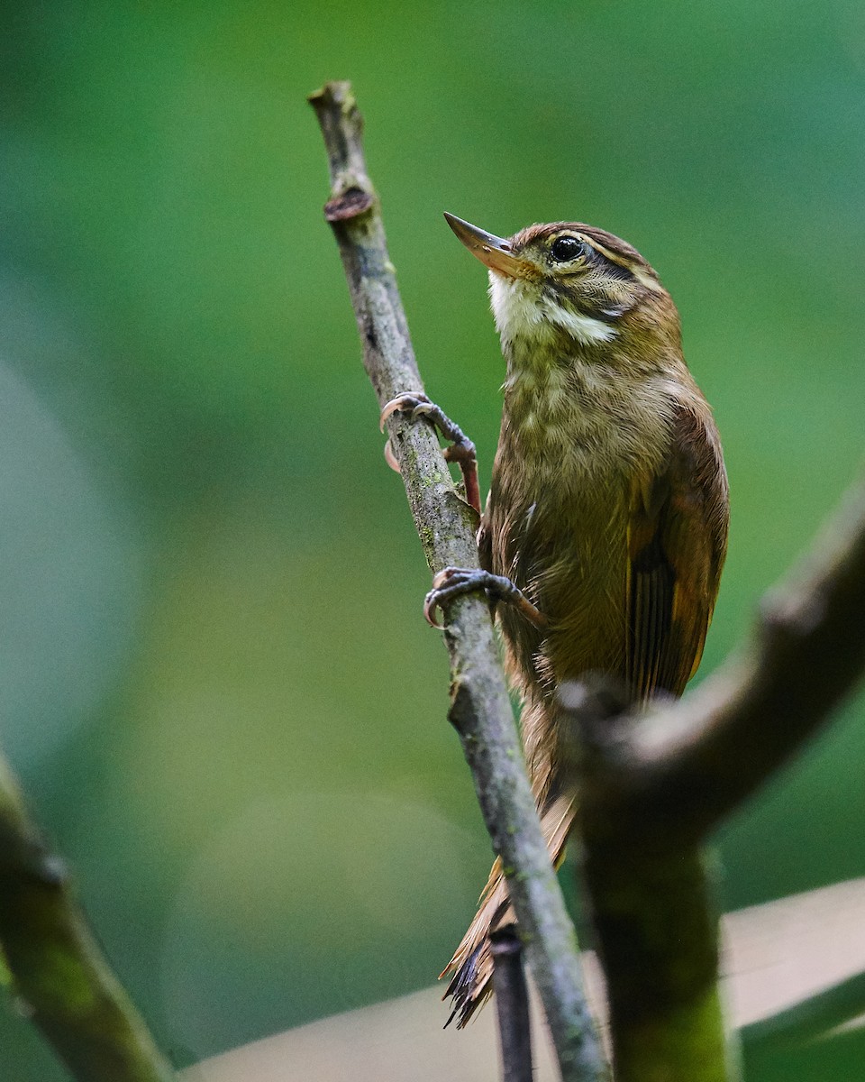 Plain Xenops (White-throated) - ML612243544