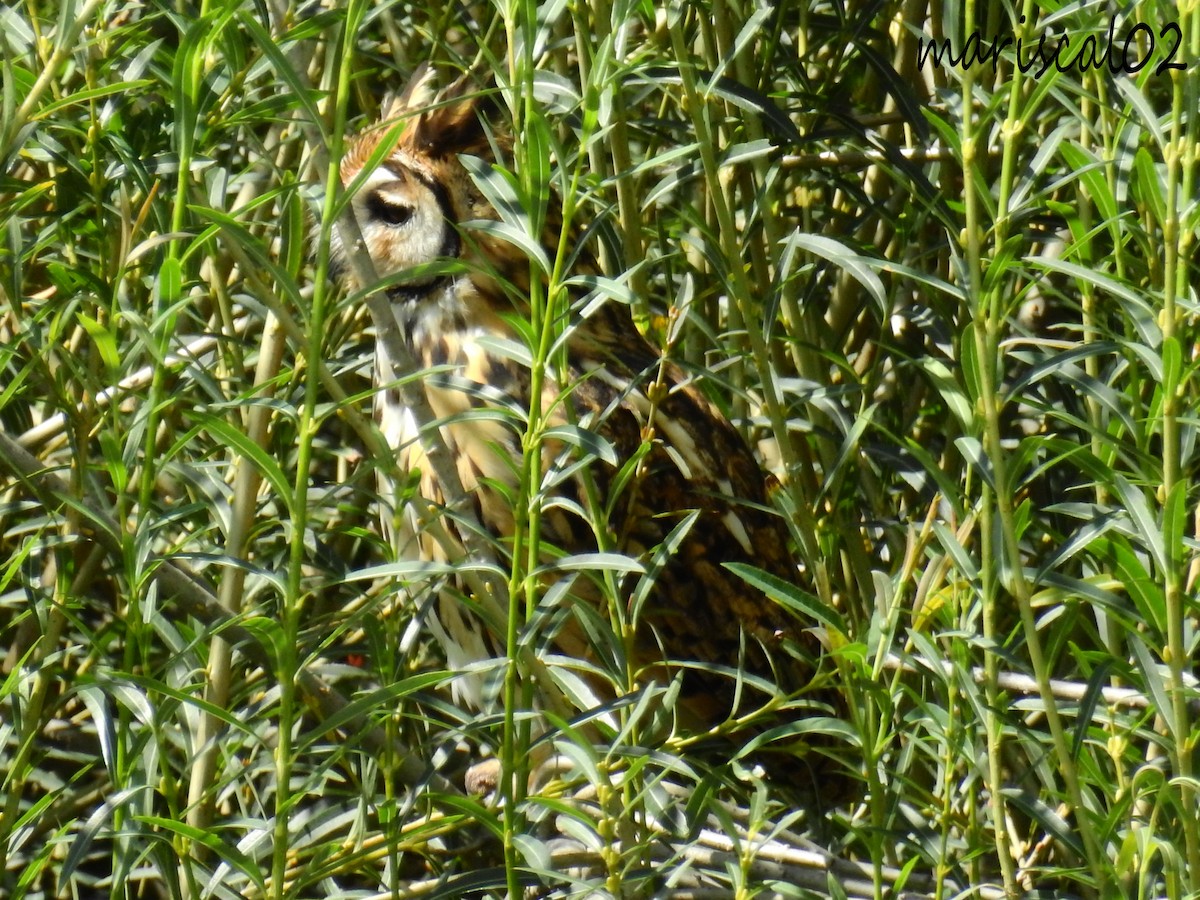 Striped Owl - ML612243564