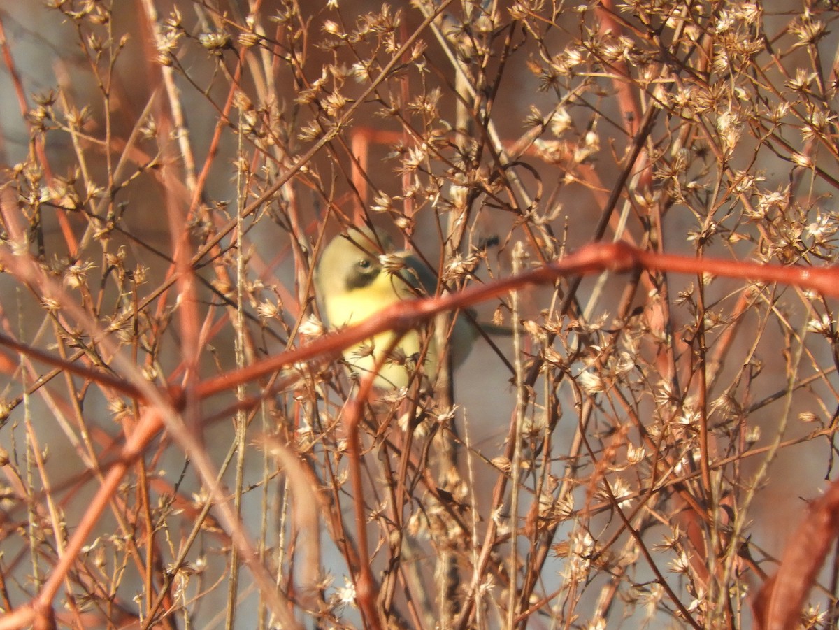 Common Yellowthroat - ML612243582