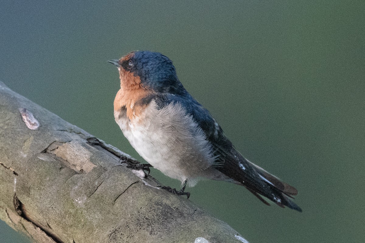 Golondrina Australiana - ML612243591