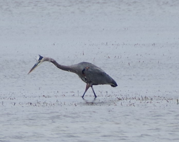 Great Blue Heron - ML612243624