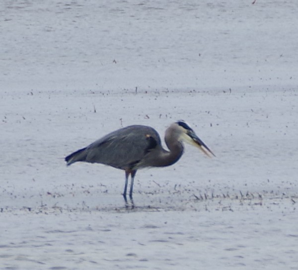 Great Blue Heron - ML612243625