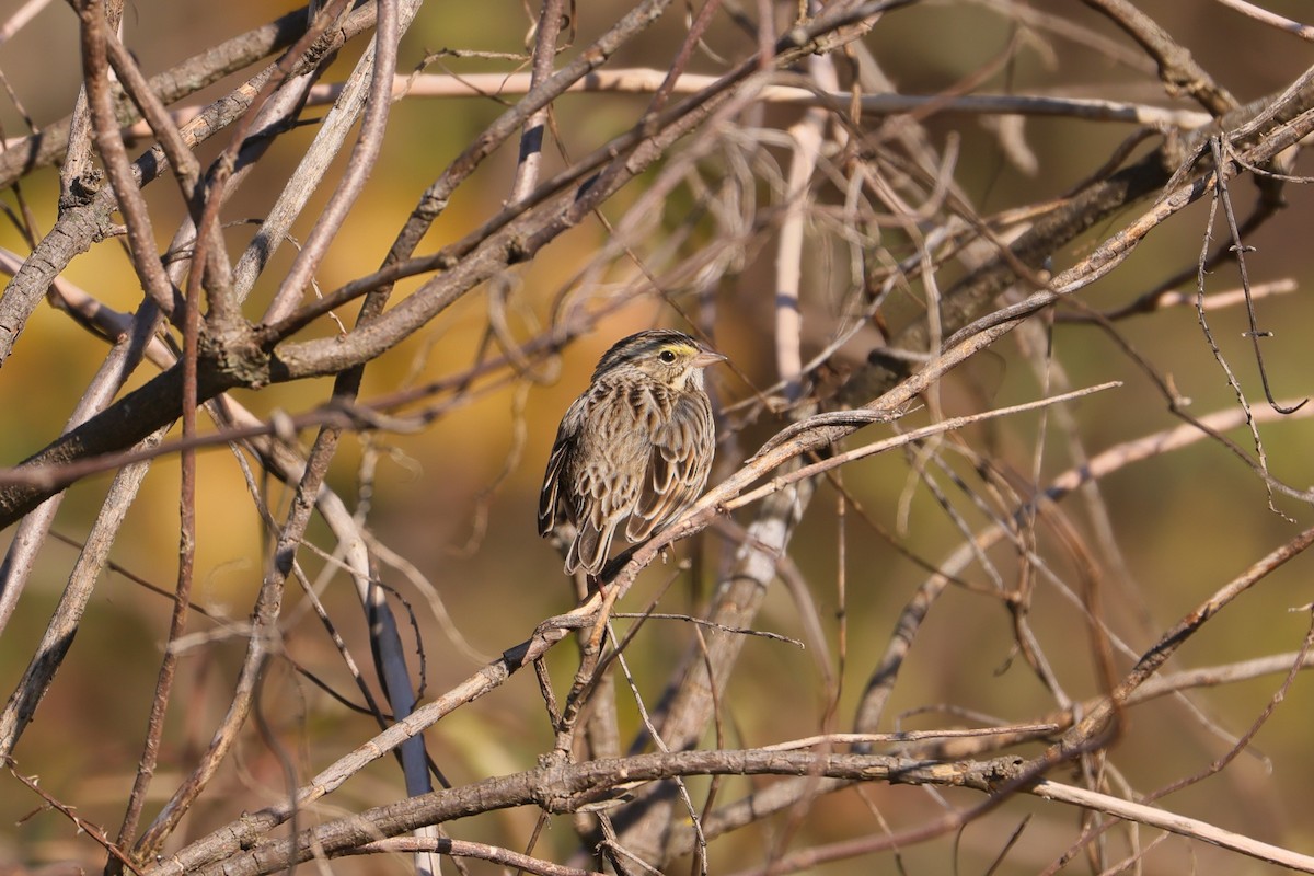 Savannah Sparrow - ML612243648