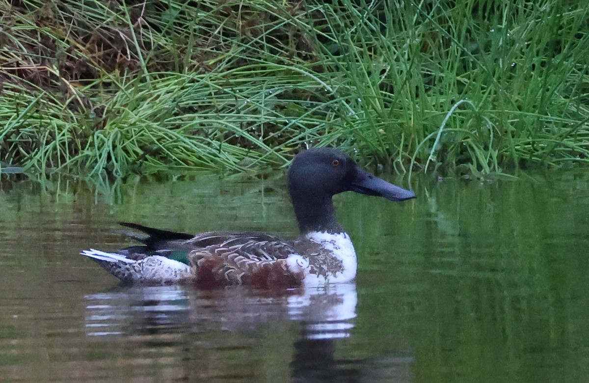 Northern Shoveler - ML612243651