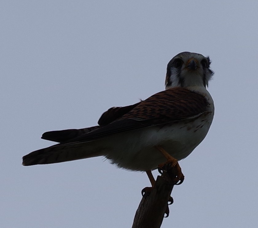 American Kestrel - ML612243666