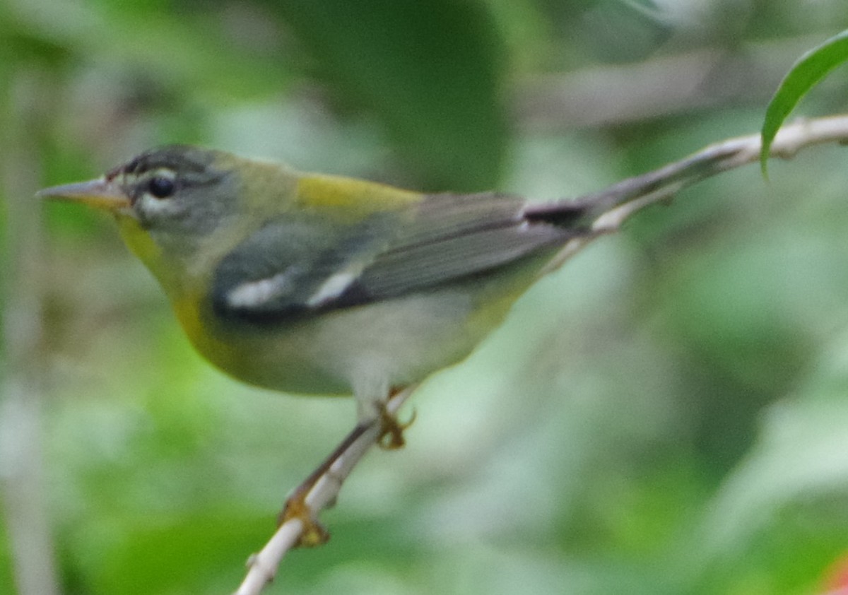 Northern Parula - ML612243694