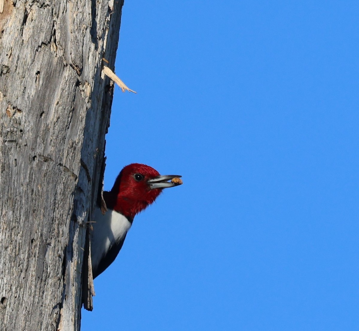 Red-headed Woodpecker - ML612243704