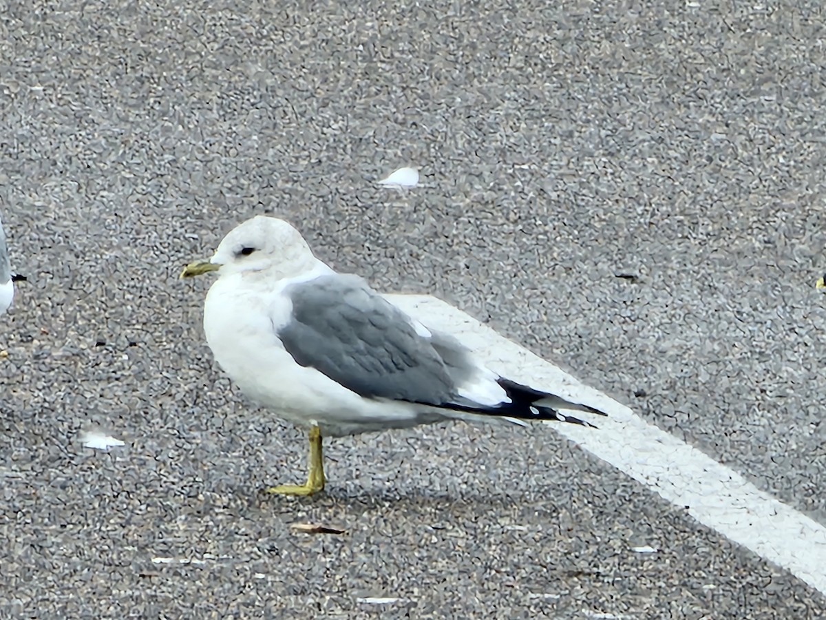 Short-billed Gull - ML612243743