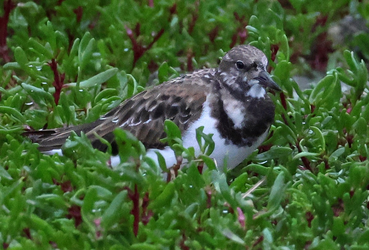 Ruddy Turnstone - ML612243781