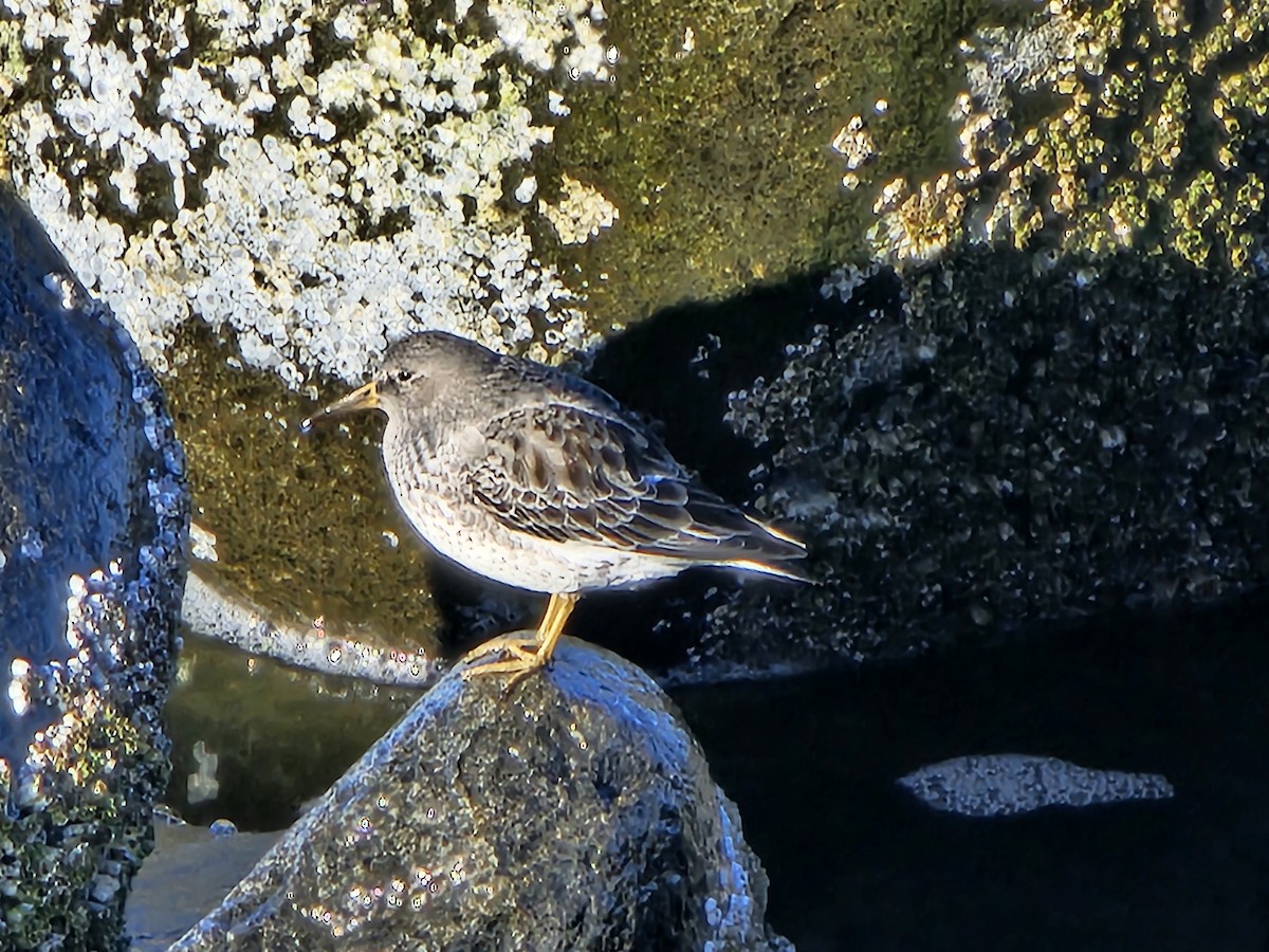 Rock Sandpiper - ML612243849