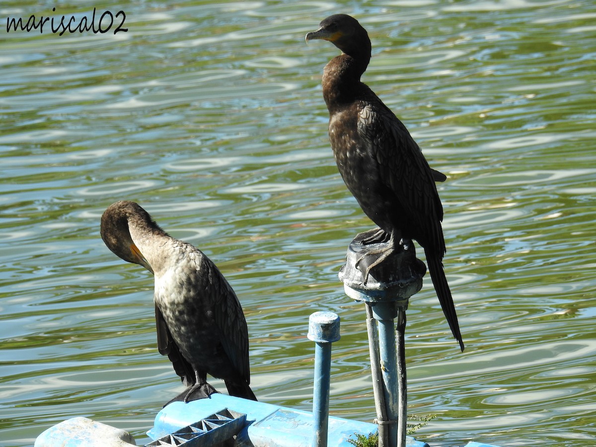 Neotropic Cormorant - ML612243887