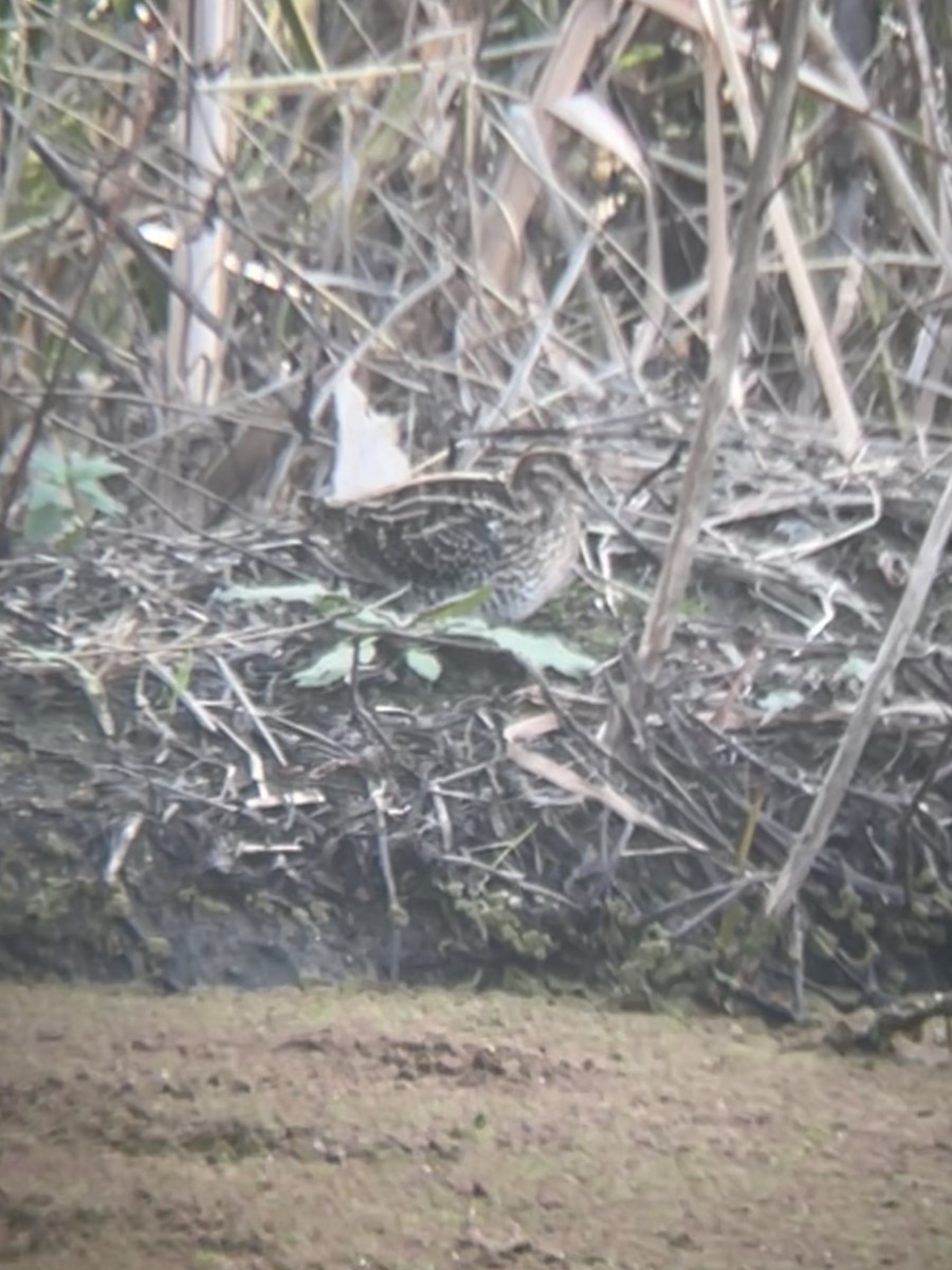 Wilson's Snipe - Adam Kucharek