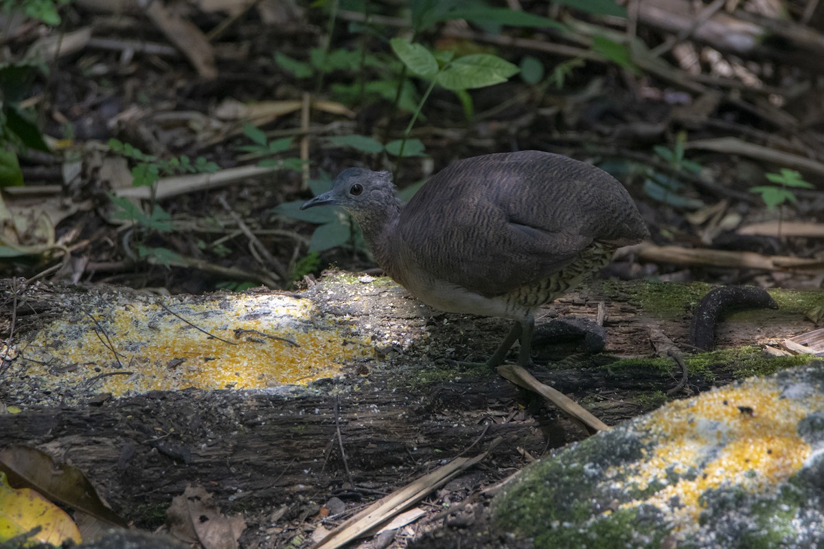 Undulated Tinamou - ML612244041