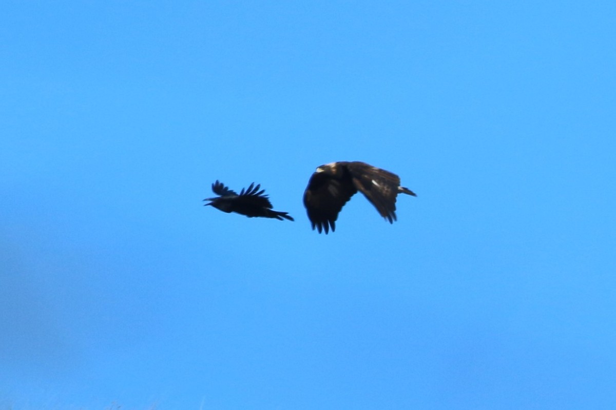 Águila Real - ML612244046