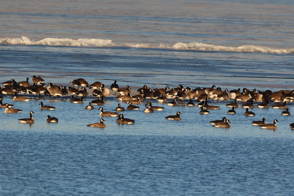 Canada Goose - ML612244070