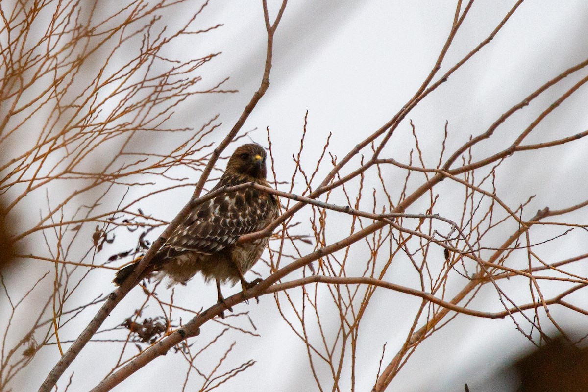 Red-shouldered Hawk - ML612244120