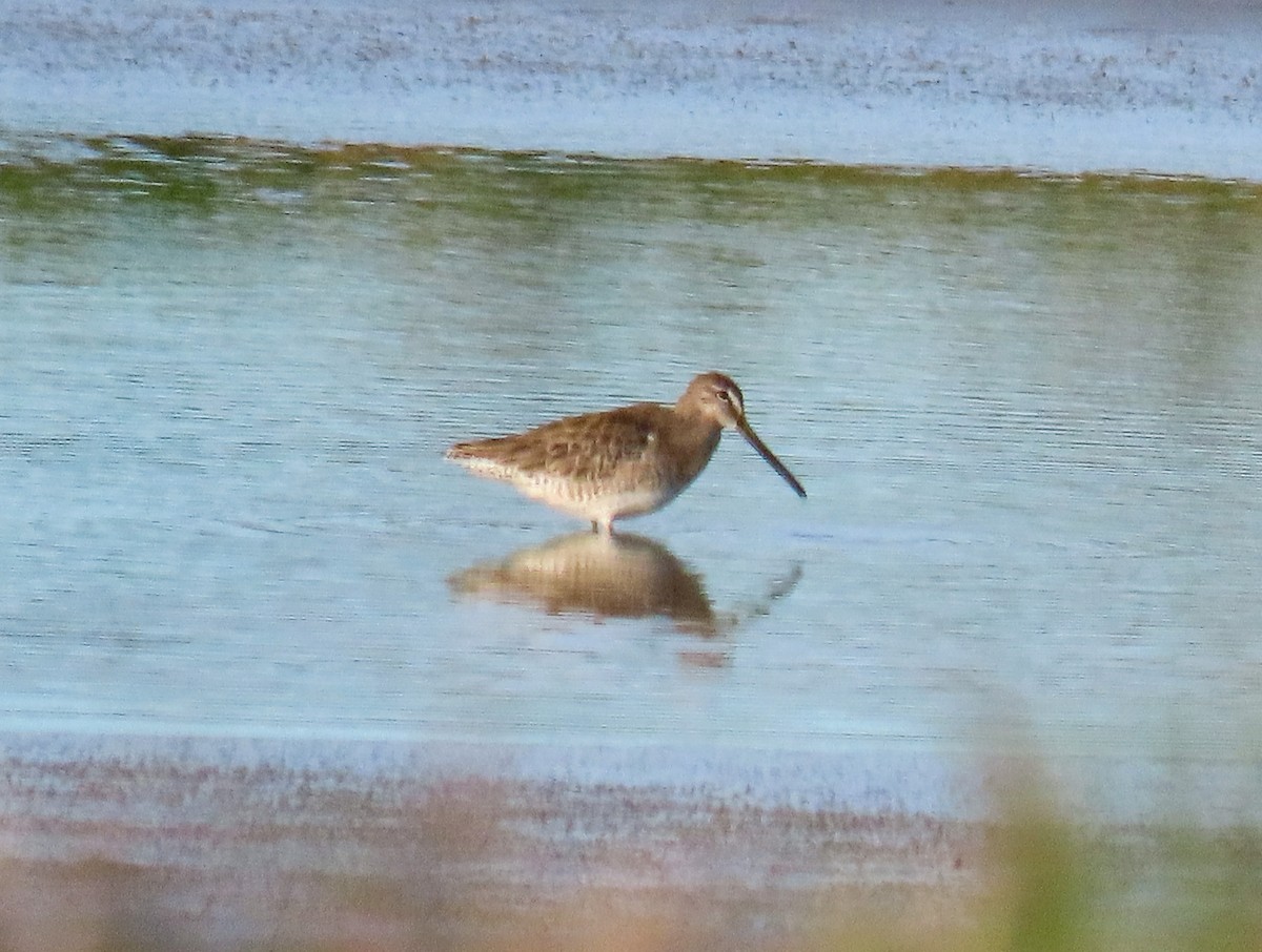 Long-billed Dowitcher - ML612244189