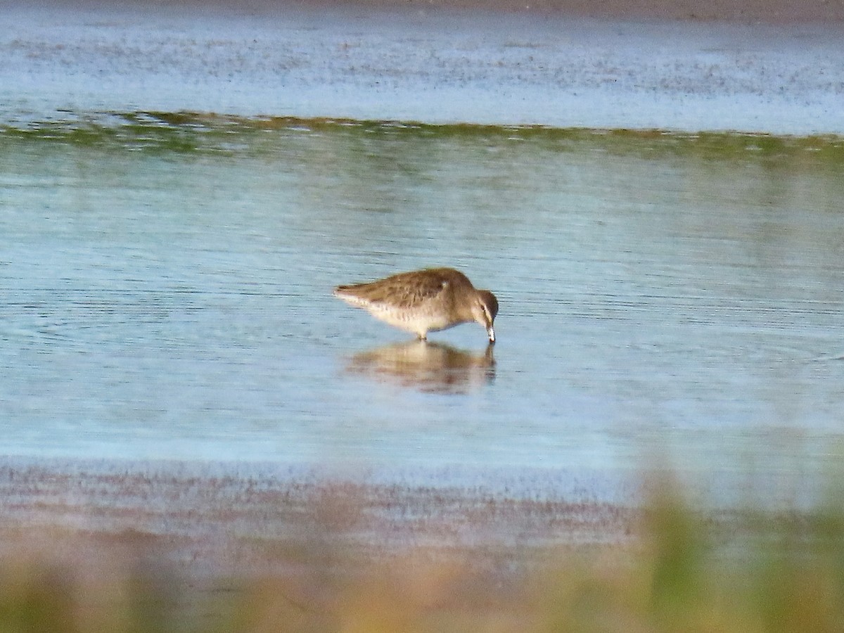 Long-billed Dowitcher - ML612244190