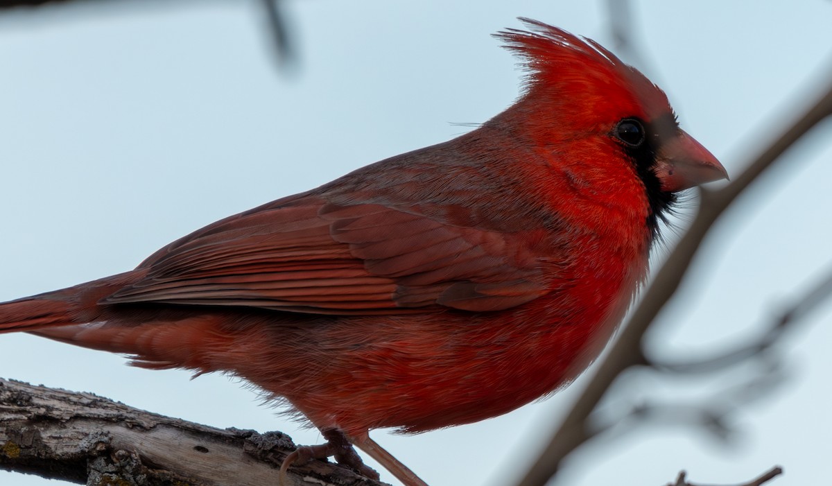 Cardinal rouge - ML612244209
