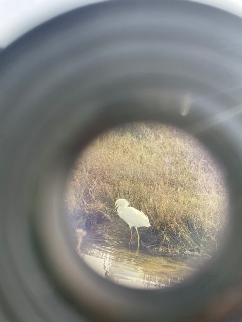 Snowy Egret - ML612244245