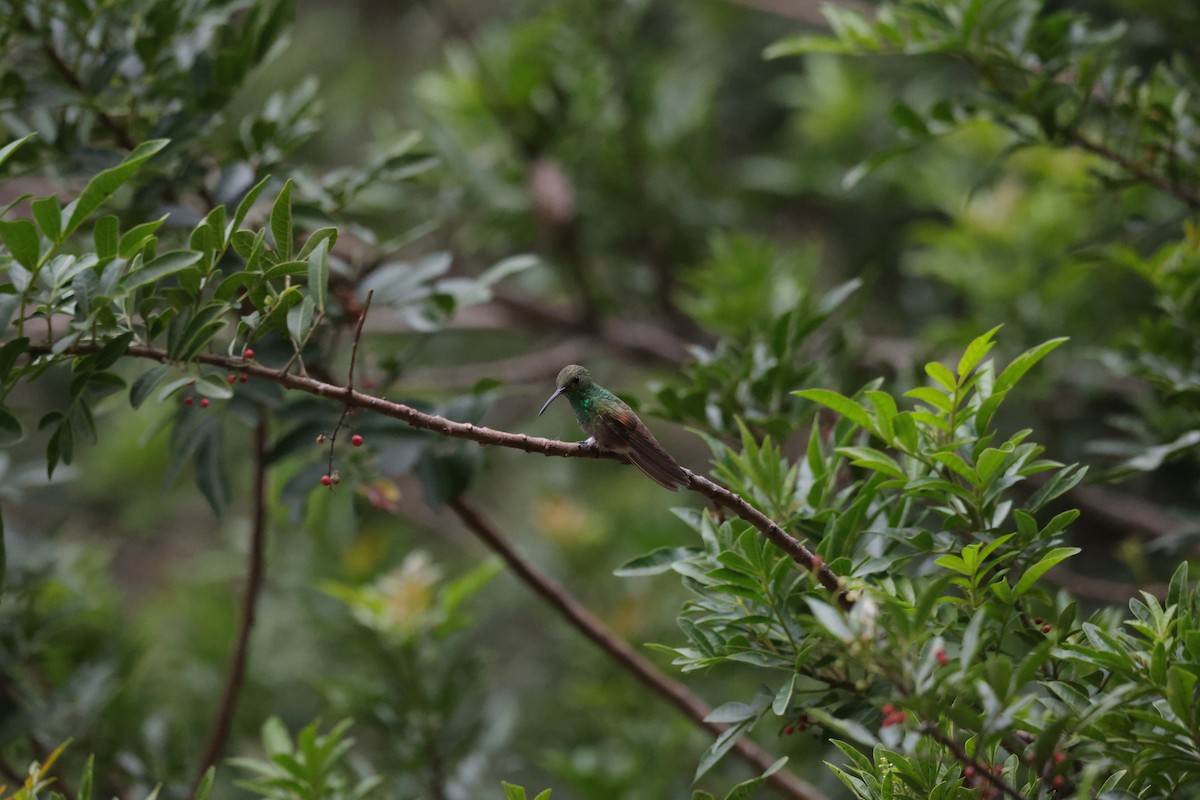Berylline Hummingbird - ML612244247