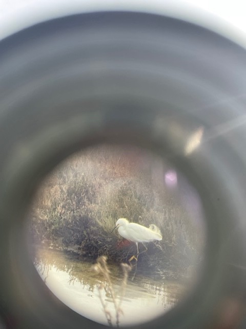 Snowy Egret - ML612244249