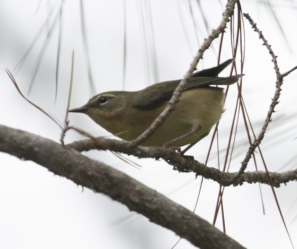 Black-throated Blue Warbler - Lindy Fung