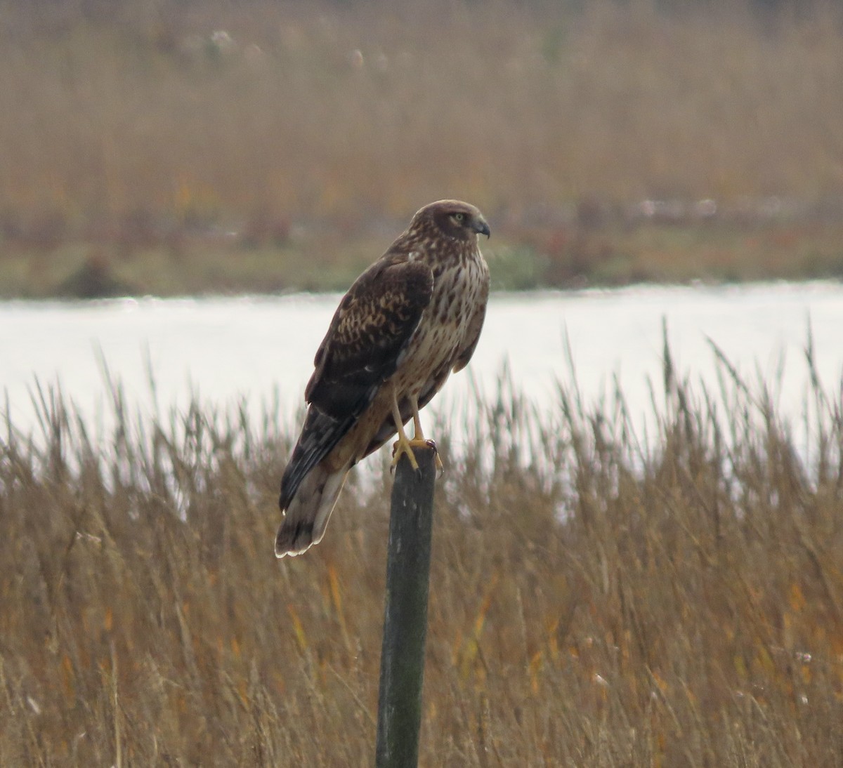 Northern Harrier - ML612244367