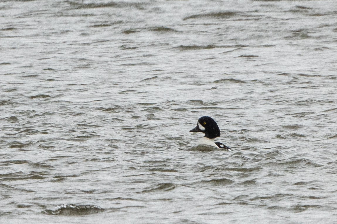 Barrow's Goldeneye - ML612244380
