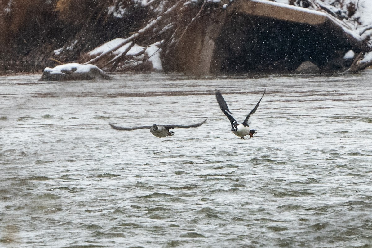 Barrow's Goldeneye - ML612244381