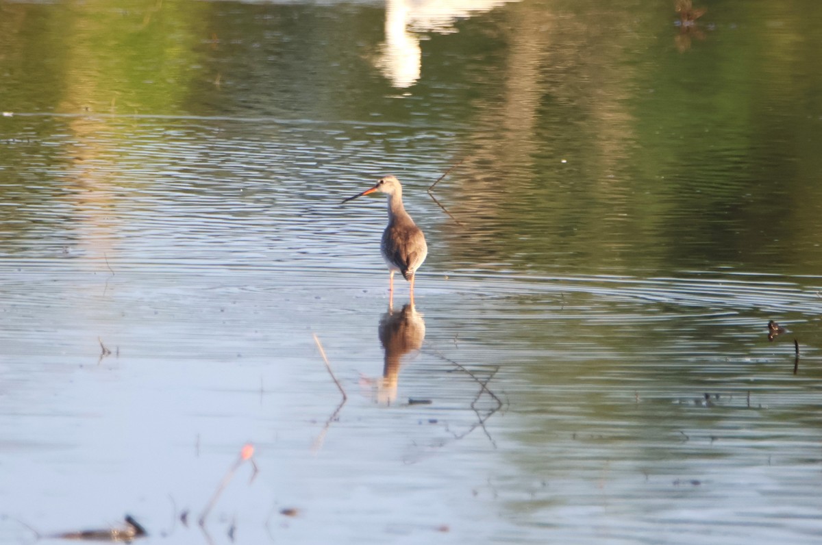 Spotted Redshank - ML612244387